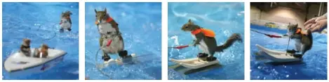  ??  ?? Twiggy the water-skiing squirrel gets in some practice runs behind her custom-crafted Nautique boat while wearing her red life-jacket before her shows.