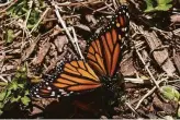  ?? ?? A $1.2 million project seeks to restore the Western monarch butterfly population.