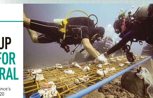  ?? REUTERS PIC ?? Divers attaching pieces of rescued coral onto a steel and rope frame forming part of a coral nursery in Bauan, Batangas province, the Philippine­s, on March 10.
