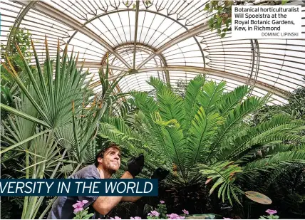  ?? DOMINIC LIPINSKI ?? Botanical horticultu­ralist Will Spoelstra at the Royal Botanic Gardens, Kew, in Richmond