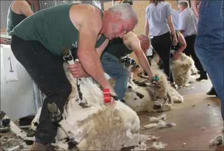  ?? All photos by Sinead Kelleher. ?? Sheer delight: shearers in action at the ‘Top of Coom’ sheep-shearing on Sunday.