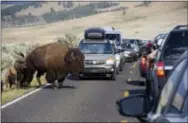  ?? MATTHEW BROWN — THE ASSOCIATED PRESS ?? In this photo, a large bison blocks traffic in the Lamar Valley of Yellowston­e National Park as tourists take photos of the animal. Record visitor numbers at the nation’s first national park have transforme­d its annual summer rush into a sometimes...