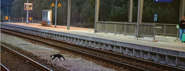  ?? Fotos: Matthias Becker ?? Achtung, Katze quert die Gleise! Der Bahnhof Hergatz im Morgengrau­en. Er liegt an der Strecke München–Lindau, die derzeit elektrifiz­iert wird.