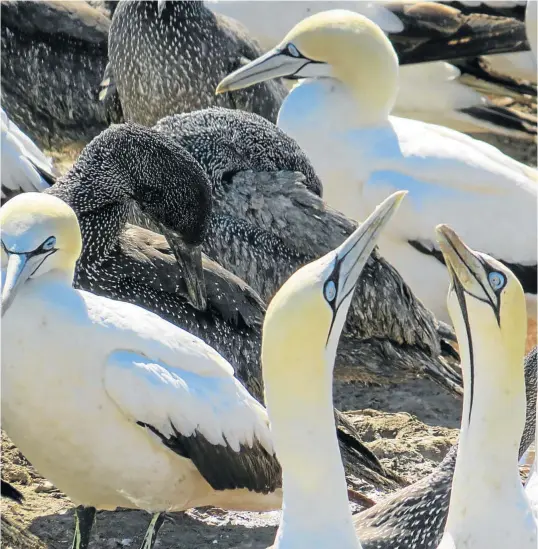  ?? Pictures: JANINE STEPHEN ?? GROUNDED: A battered propeller from the HMS Sybille, top left, and blue-eyed Cape gannets on Bird Island, above