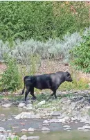  ?? ?? Toro salvaje a lo largo del río Gila en Gila Wilderness