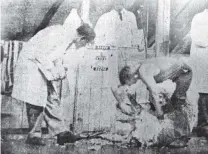  ?? PHOTO: SUPPLIED ?? Scrutineer . . . Ted Dreckow (left) watches a shearer in action at the first Merino Shears in 1961.