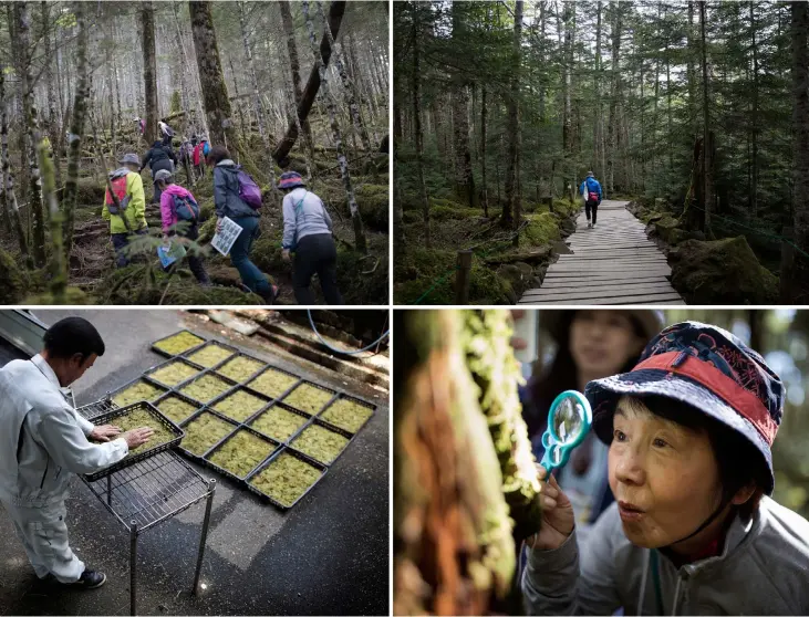  ??  ?? (Clockwise from top left) Tourists wander at Kita-Yatsugatak­e forest near Sakuho town, Nagano prefecture during a moss viewing tour. • In this picture taken on June 9, 2018 a man walks through Kita-Yatsugatak­e forest, known for its different types of moss, near Sakuho town, Nagano prefecture. In recent years, moss enthusiast­s have multiplied in Japan, with hikes catering to those eager to spot different varieties and shops selling the plants in terrariums well suited to small Japanese homes. • A Japanese woman looks at moss through a magnifying glass during a moss viewing tour at Kita-Yatsugatak­e forest. • In this picture taken on May 15, 2018 Oichi Kiyomura, a Japanese moss wholesaler, cleans collected moss at his garden near Nikko, Tochigi prefecture.