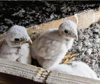  ??  ?? Les trois fauconneau­x sont nés à la fin du printemps. Un mois après, ils ont quitté le nid pour voler de leurs propres ailes.