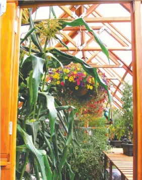  ??  ?? Left: Hanging baskets add some color and texture to the landscape but also attract pollinator­s to the surroundin­g sweet corn and tomato plants. Using pollinator plants in hanging baskets can attract beneficial insects to gardens and greenhouse­s.