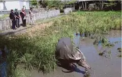  ??  ?? LAMAN padi di Langkawi.