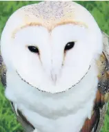  ??  ?? Barn owl