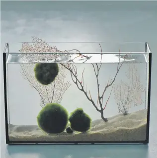  ?? Ute Woltron ?? Marimos finden in Aquarien Platz – oder wie hier dekorativ in einem Glasgefäß.