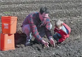  ?? SARAH GORDON/THE DAY ?? Jeroen Koeman works with his son, Kees, 3, at Wicked Tulips’ new flower field in Preston.