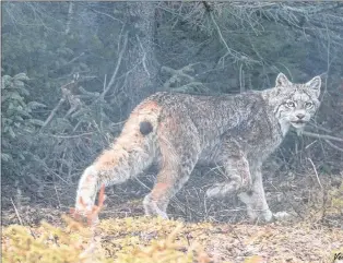  ?? SUBMITTED PHOTO ?? Vernon Buckle of Forteau took this picture of a lynx on the Northern Peninsula on May 27.