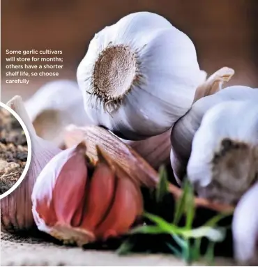  ??  ?? Some garlic cultivars will store for months; others have a shorter shelf life, so choose carefully