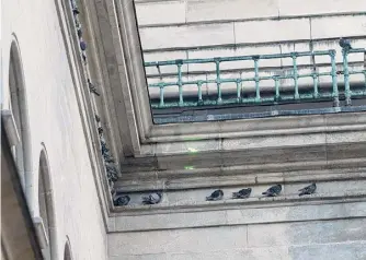  ?? Lori Van Buren/times Union ?? The Office of General Services deploys a green laser in the fight against persistent pigeon presence at the state Capitol courtyard in Albany on Dec. 14.