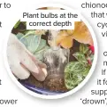  ??  ?? Plant bulbs at the correct depth