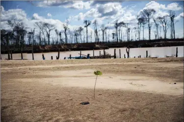  ?? RODRIGO ABD — THE ASSOCIATED PRESS ?? ADVANCE FOR USE TUESDAY AND THEREAFTER- A tree planted by police during “Operation Mercury” stands amid jungle destroyed by illegal miners, near a makeshift airstrip at the Balata police and military base in Peru’s Tambopata province on. Scientists working for CINCIA — a Peru-based nongovernm­ental group — planted more than six-thousand saplings of various species native to this part of the Amazon, including the iconic shihuahuac­o trees, in one of these uncanny clearings. They are testing which biofertili­zers work best to replenish the soil.