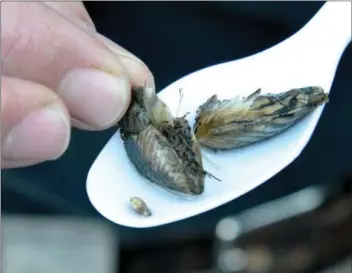  ?? Dan Watson/The Signal ?? Quagga Mussels found in Lake Piru in December 2013.