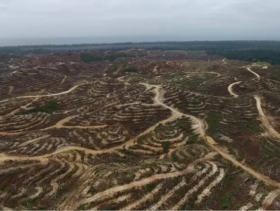  ??  ?? Drone footage shows deforestat­ion in the South Pacific nation (Global Witness)