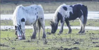  ?? Picture: Gary Browne FM2972148 ?? Horses on the flooded fields near Kingsnorth