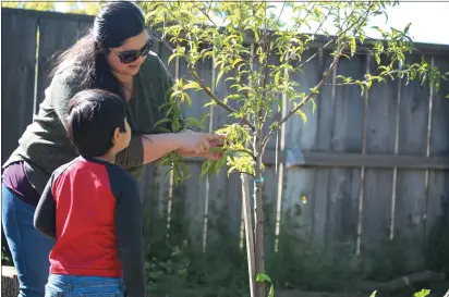  ?? PHOTOS BY CARLOS GUERRERO — DAILY DEMOCRAT ?? Julia Lopez and her 5-year-old son Alaric, in their backyard examining the leaves of their peach tree.