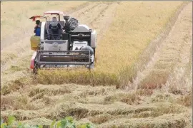  ?? ?? Sử dụng máy gặt đập liên hợp thu hoạch lúa tại huyện Cao Lãnh, tỉnh Đồng Tháp.