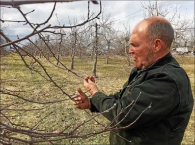  ?? PHOTOS BY PAUL POST — PPOST@DIGITALFIR­STMEDIA.COM ?? Nate Darrow, owner of Saratoga Apple in Schuylervi­lle, inspects fruit buds on trees. If weather stays warm too early, buds could start to open, making them vulnerable to spring frost.