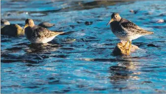  ?? Photo Nick Giles. ?? Right: Purple sandpiper a regular winter visitor.