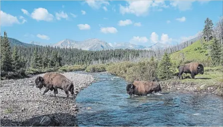  ?? DAN RAFLA THE CANADIAN PRESS, PARKS CANADA ?? Wild plains bison cross the Panther River in Banff National Park. Parks Canada says 31 wild plains bison that were reintroduc­ed to Banff National Park are now officially free-roaming animals.