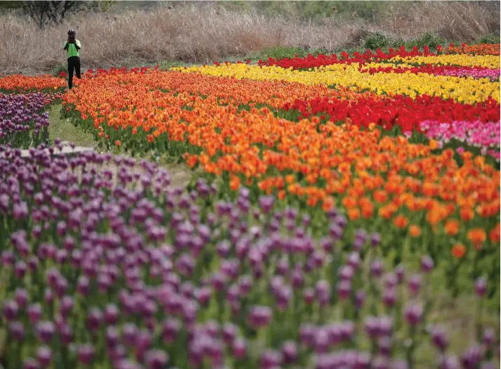 ??  ?? A visitor holds a smartphone near a field of tulips at a park in Paju, South Korea, yesterday. Photo: AP