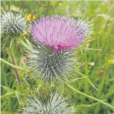  ??  ?? Thistle This snap was taken by Alexander Fulton (14) at the Kelpies in Falkirk