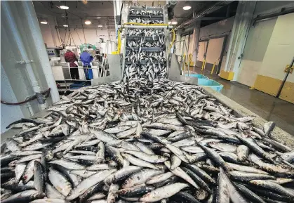  ?? ARLEN REDEKOP ?? Workers at Grand Hale Marine Products prepare roe herring for the Japanese market in their plant in Vancouver last week. B.C.’s seafood and shellfish businesses could stand to benefit greatly from Canada signing the Trans-Pacific Partnershi­p.