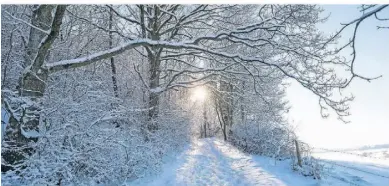  ?? ©RHEINLAND-PFALZ TOURISMUS GMBH; DOMINIK KETZ ?? Auch im Winter geizt die fasziniere­nde Vulkaneife­l nicht mit Reizen für Wanderer und Naturliebh­aber.