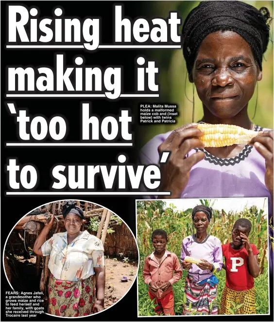  ?? ?? FEARS: Agnes Jafali, a grandmothe­r who grows maize and rice to feed herself and her family, with goats she received through Trocaire last year
PLEA: Malita Mussa holds a malformed maize cob and (inset below) with twins Patrick and Patricia