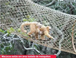  ??  ?? Macacos estão em área isolada de mosquitos