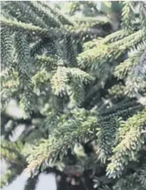  ??  ?? Compact Oriental spruce aurea. Picture; Lubera