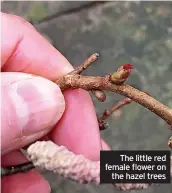  ?? ?? The little red female flower on the hazel trees