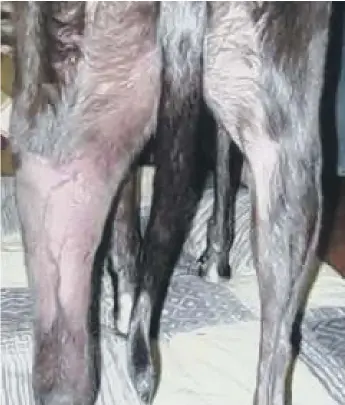  ??  ?? Tell tale reddening around the back of a dog’s legs is a potential sign of Alabama Rot.