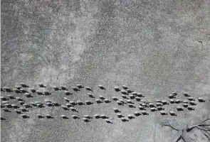  ??  ?? Sequía en Australia. Vista aérea de un rebaño de ovejas cruzando una granja en Nuevo Gales del Sur, en busca de agua. El nivel del río Darling y los Lagos Menindee permanece muy bajo debido a la sequía.