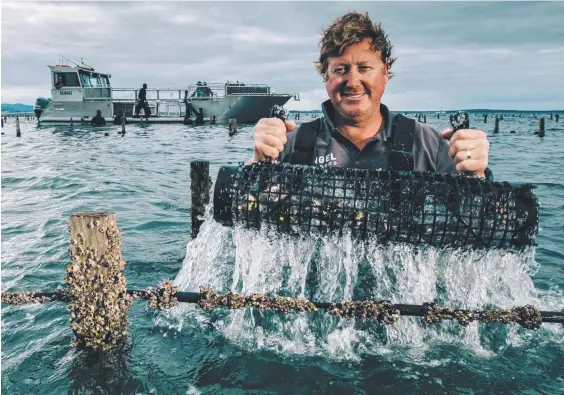  ?? Picture: Robert Lang ?? Angel Seafood company founder and chief executive Zac Halman checking stock in preparatio­n for harvest at Coffin Bay.