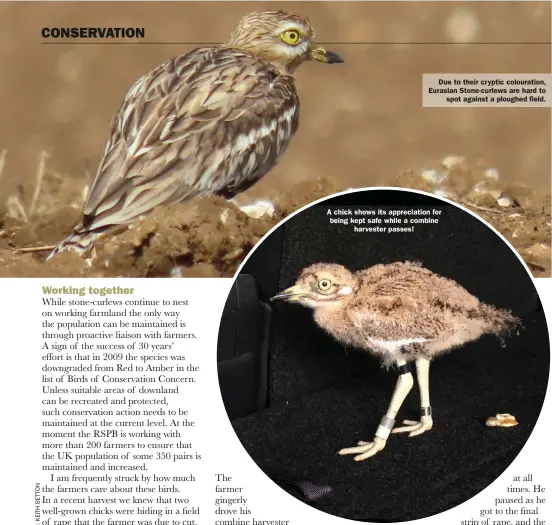  ??  ?? Due to their cryptic colouratio­n, Eurasian Stone-curlews are hard to spot against a ploughed field.
A chick shows its appreciati­on for being kept safe while a combine harvester passes!