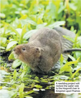  ??  ?? A rewilding project will restore the water vole to the Hogsmill river in Kingston-upon-Thames