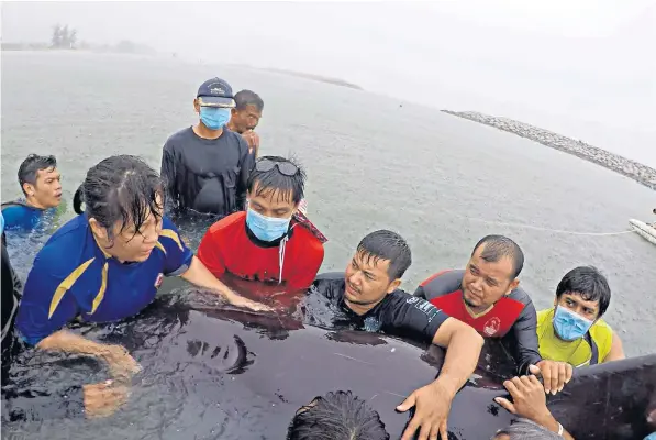  ??  ?? Volunteers and marine veterinari­ans try to resuscitat­e a male pilot whale in Songkhla, southern Thailand after it swallowed more than 80 plastic bags. The creature died after a five-day effort to save it