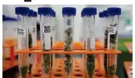  ?? AP FILE PHOTO BY CHRIS CARLSON ?? In this, Aug. 22, photo, marijuana samples are organized at Cannalysis, a cannabis testing laboratory, in Santa Ana, Calif.