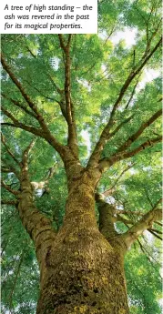  ??  ?? A tree of high standing – the ash was revered in the past for its magical properties.