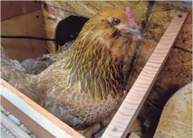  ?? MICHAEL PATRICK/NEWS SENTINEL ?? Jennifer Stokes has a backyard chicken coop with six healthy chickens in East Knoxville which are pets and egg layers for her family Monday. Owners of healthy backyard flocks have been warned to watch for avian flu symptoms.