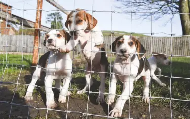  ??  ?? At seven weeks old, the pups are growing fast and already showing signs of their inquisitiv­e nature