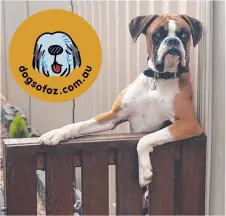  ?? Picture: Caitlin Leifels ?? Boxer Buster plays neighbourh­ood watch. He is "the most loyal dog" who loves playing with kids.