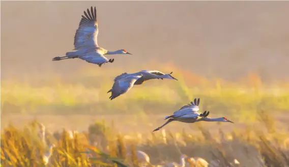  ?? COURTESY CAPTIVATIN­G PHOTOS ?? Greater and lesser Sandhill cranes begin arriving in the Lodi area in September and leave around the end of February. The Sandhill Crane Festival in November pays tribute to the birds and offers visitors the opportunit­y to create origami cranes, watch...